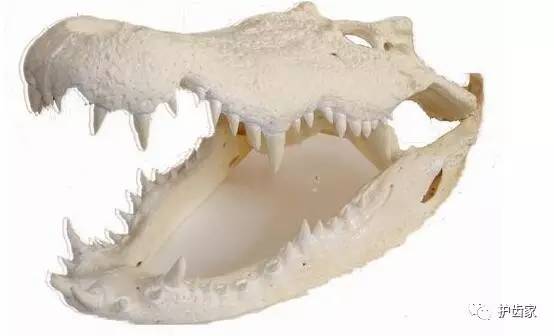 三,人类的牙齿和老虎牙齿的对比