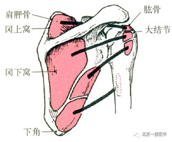 起点:肩胛骨下角背面. 止点:肱骨小结节嵴. 功能:近