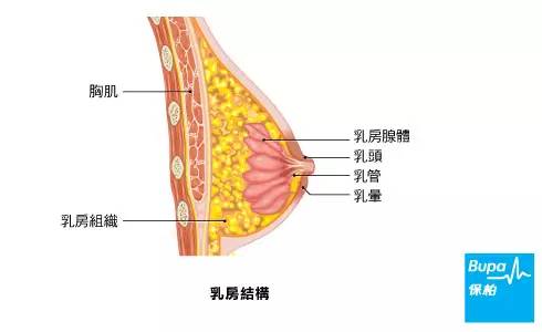 因为胸大腰细表明雌激素水平高,这样的女人更能生育,让男人内心中