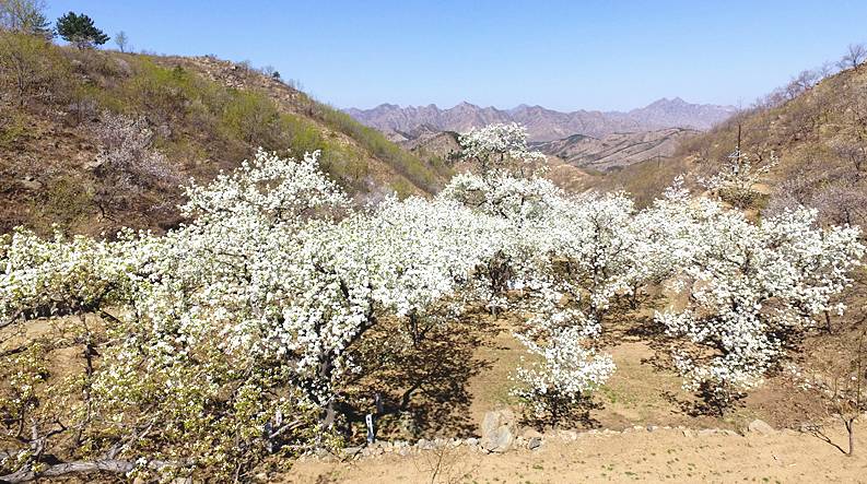 建昌梨花节明天启幕,本报记者提前探访梨花源景区,贴心替你体验自驾