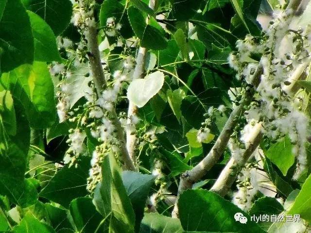 【小凌老师植物学】今日--飞毛的季节 · 毛白杨