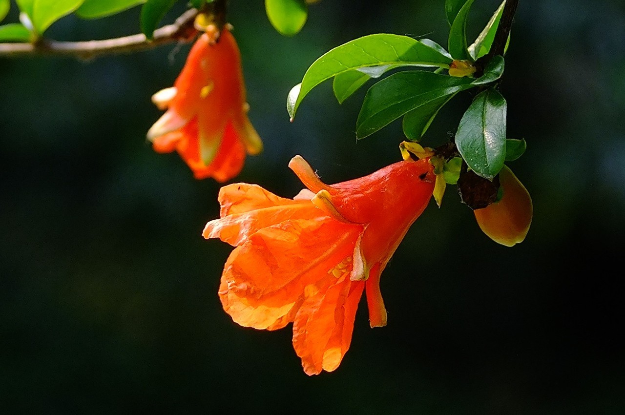 和石榴一样,石榴花