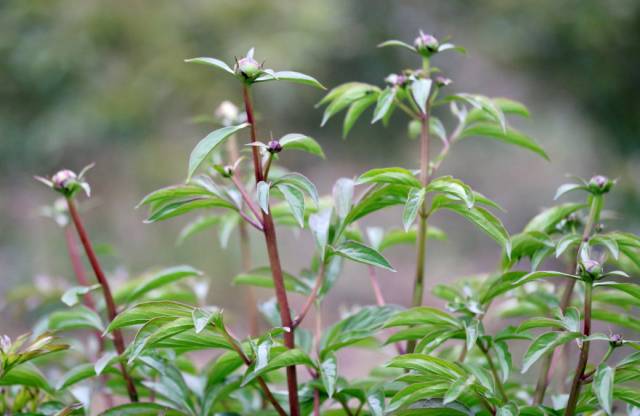 芍药园花况直播|枝间新绿一重重,小蕾深藏数点红