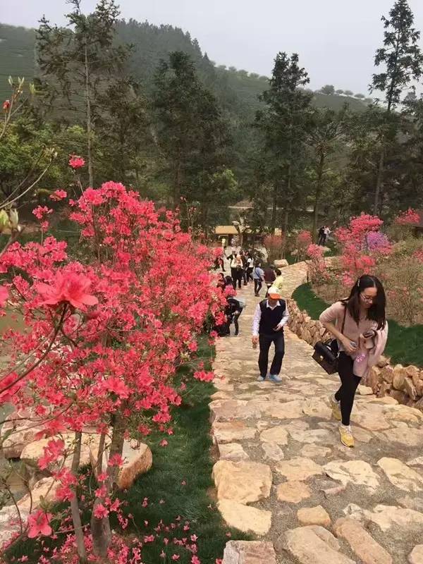 其它 正文  杜鹃:又名映山红,山石榴 著名观赏花木,花枝优美,花色繁多