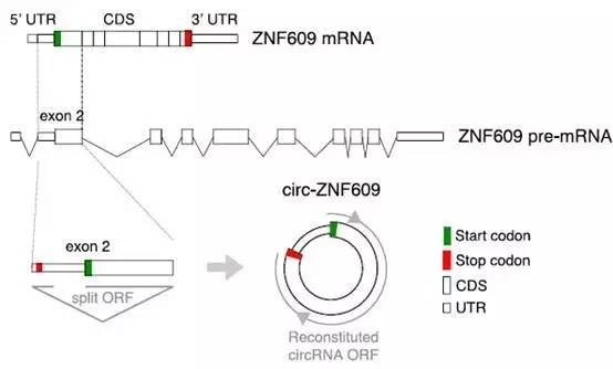 circrna说:我也能翻译蛋白质,挑战传统认知