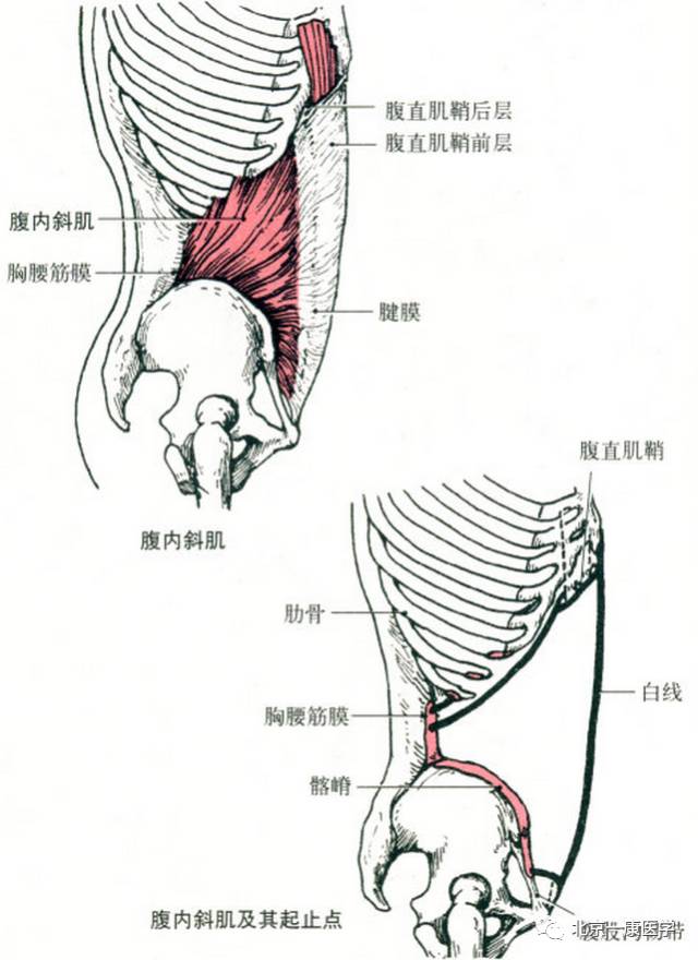 止点:第10～12肋骨下缘和白线,其腱膜参与构成腹直肌鞘前,后壁.