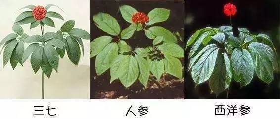 三七是五加科人参属多年生直立草本植物,以其根部入药,具有显著的