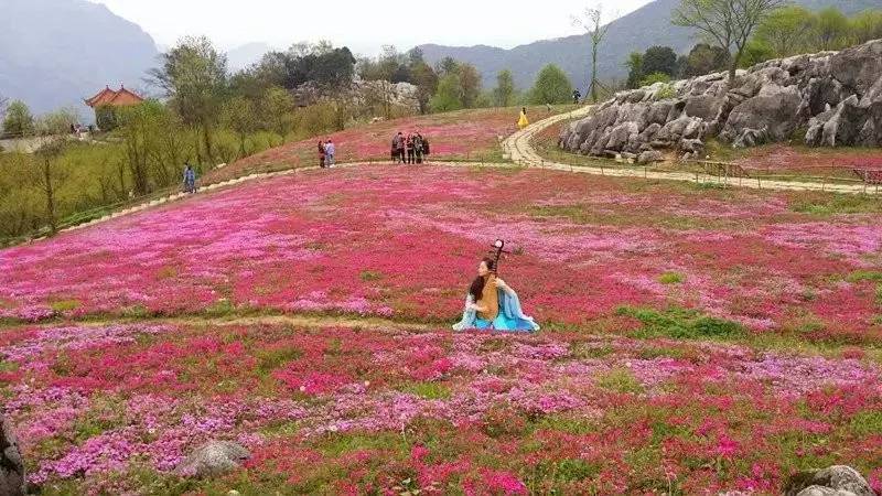 四川最美花海—药王谷辛夷花海深山二区(海拔1800米)