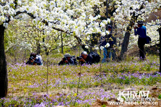 芳菲四月 梨花满园 唐山迁西千亩梨花迎来十万游客