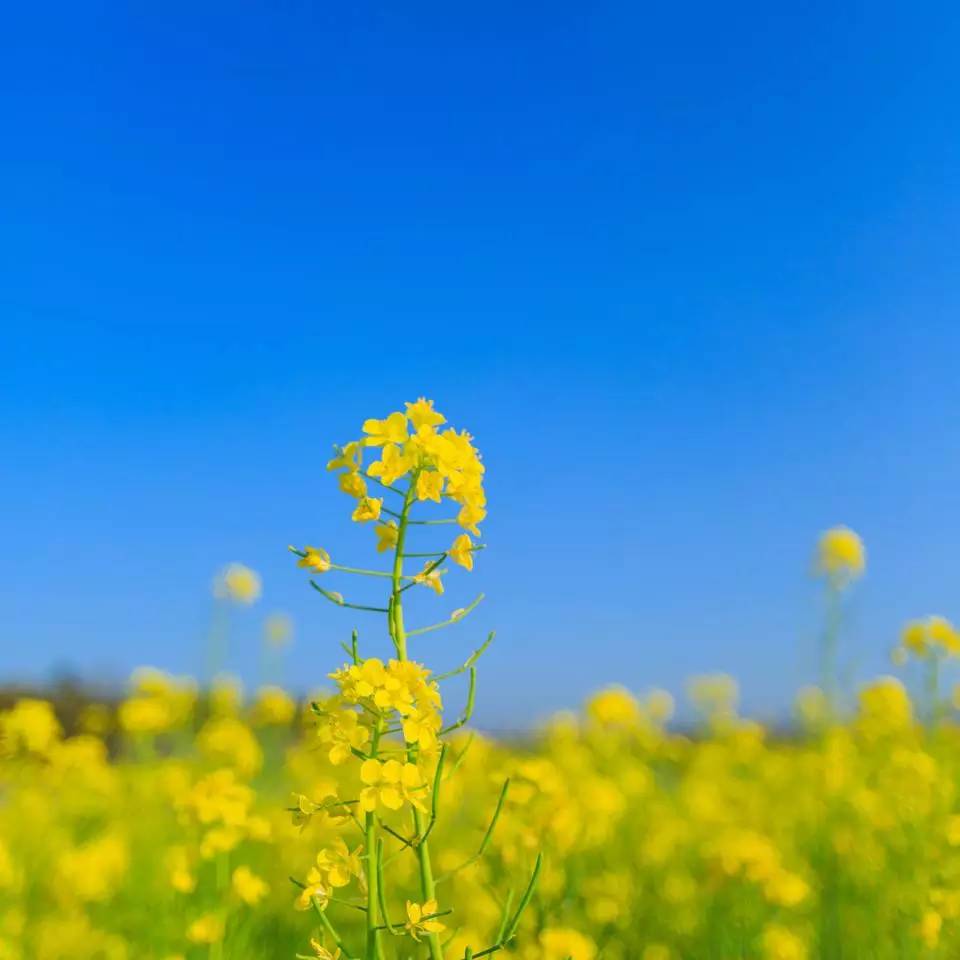 广东最美油菜花海就在江门!春色宛如仙境,4月绝对不要