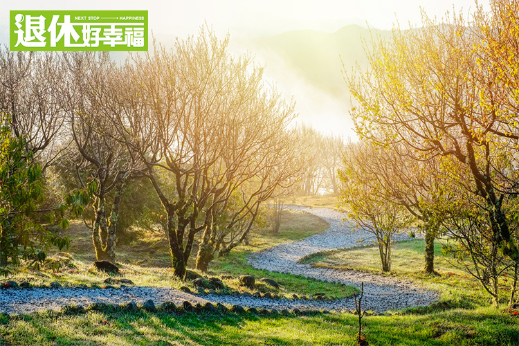 初春,看尽阿里山迷人风貌