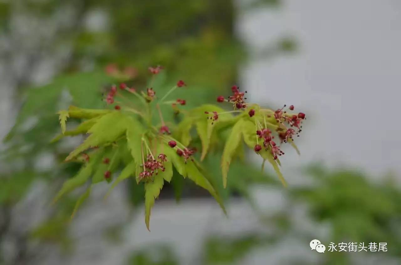 永安将军山枫树开花,温和娇柔,相信很多永安朋友没有注意过.