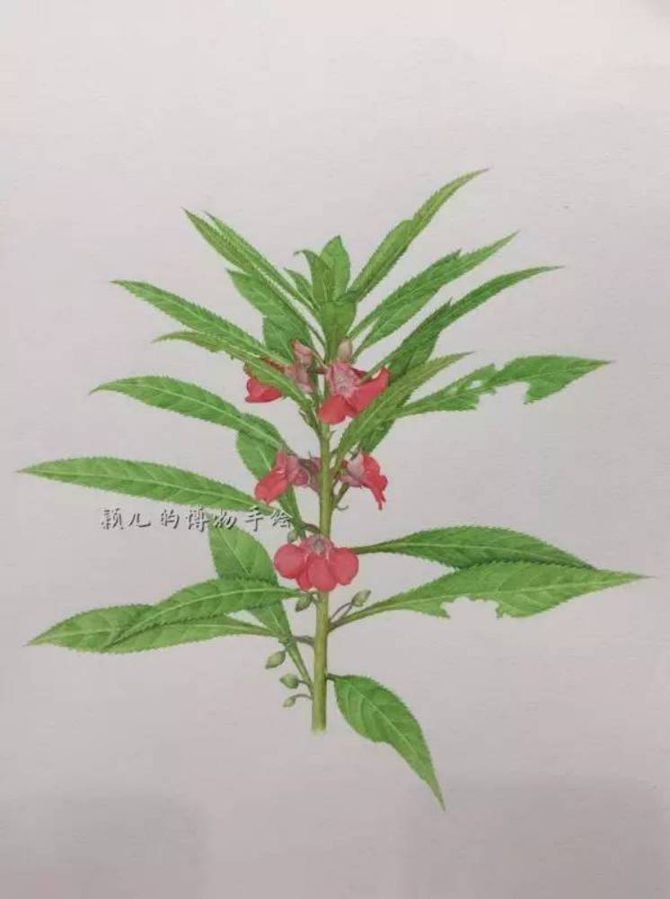 (凤仙花:《燕园草木补》p83/ 李聪颖 手绘)