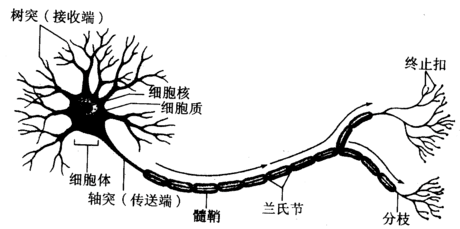 生物神经元