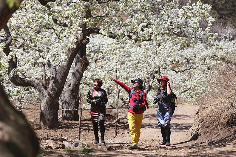 其它 正文 4月15日,第八届建昌县梨花旅游文化艺术节启幕,为期7天.