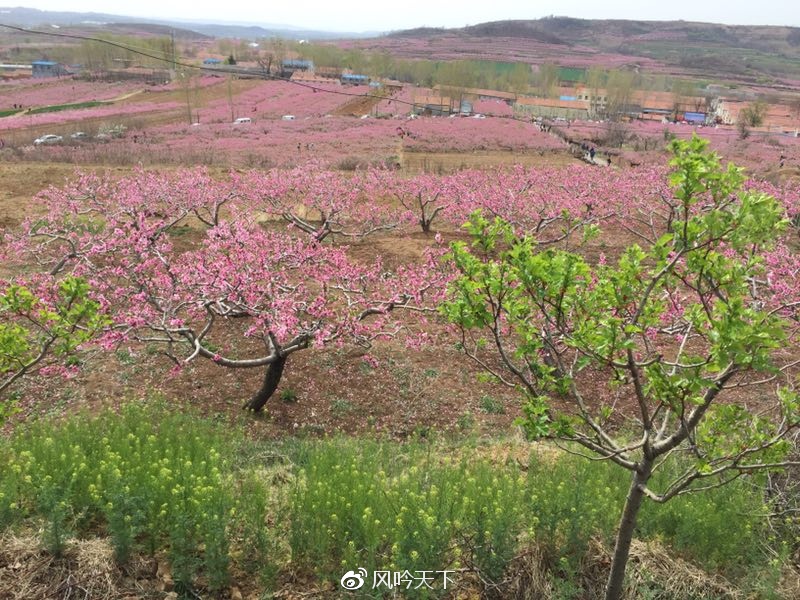 流苏飘香 相约柳山