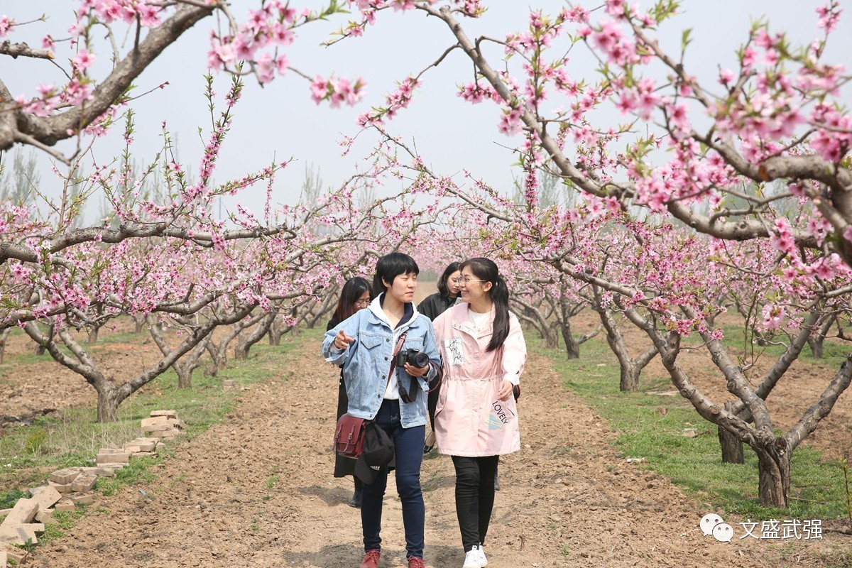 [航拍]上深县看桃花?别傻了,咱武强的花更美更艳!