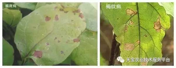 因小失大,茄子这些相似症状你重视了吗?