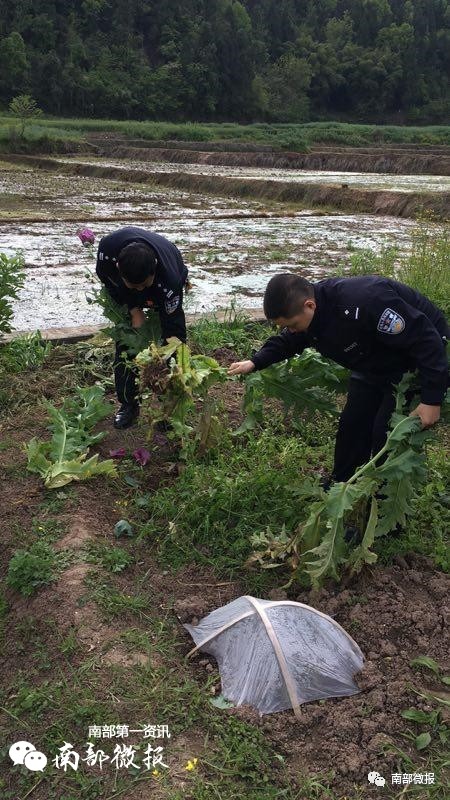 建兴一村民私自种植罂粟壳鸦片烟果被民警全部铲除