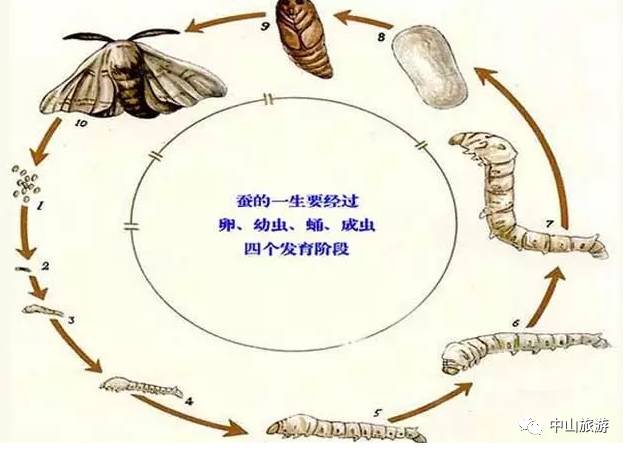 斑马蚕,黑虎蚕等宠物蚕宝宝),近距离观察蚕宝宝从幼虫期—吐丝—结茧