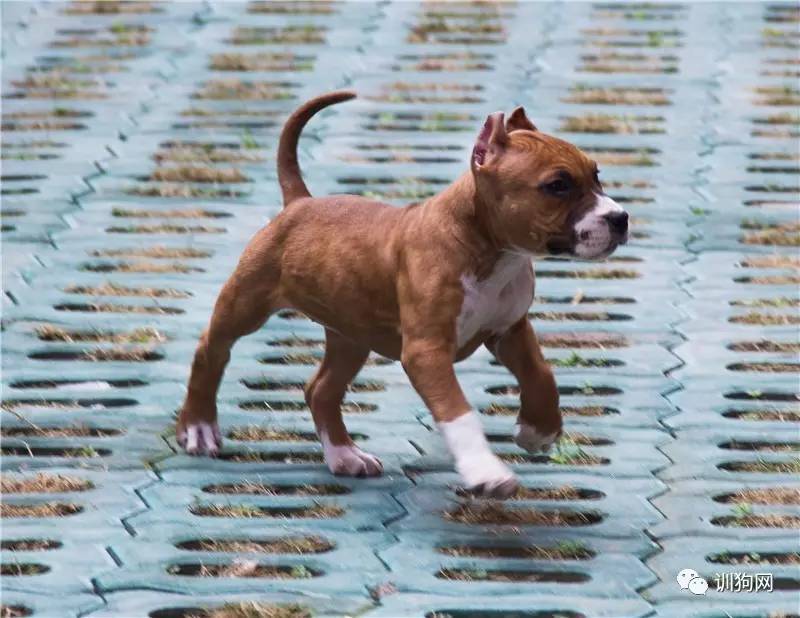 美国斯塔福德郡梗犬-幼犬出售