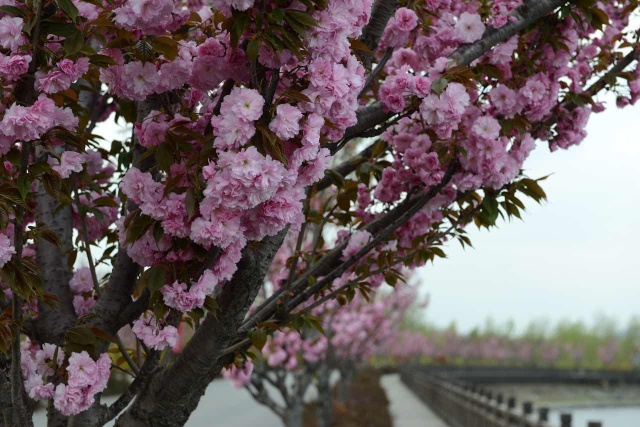 樱花五瓣,盛开四月.我在万紫千红,你在哪里?