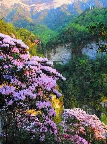 金佛山的杜鹃花已漫山遍野,不去看看吗?