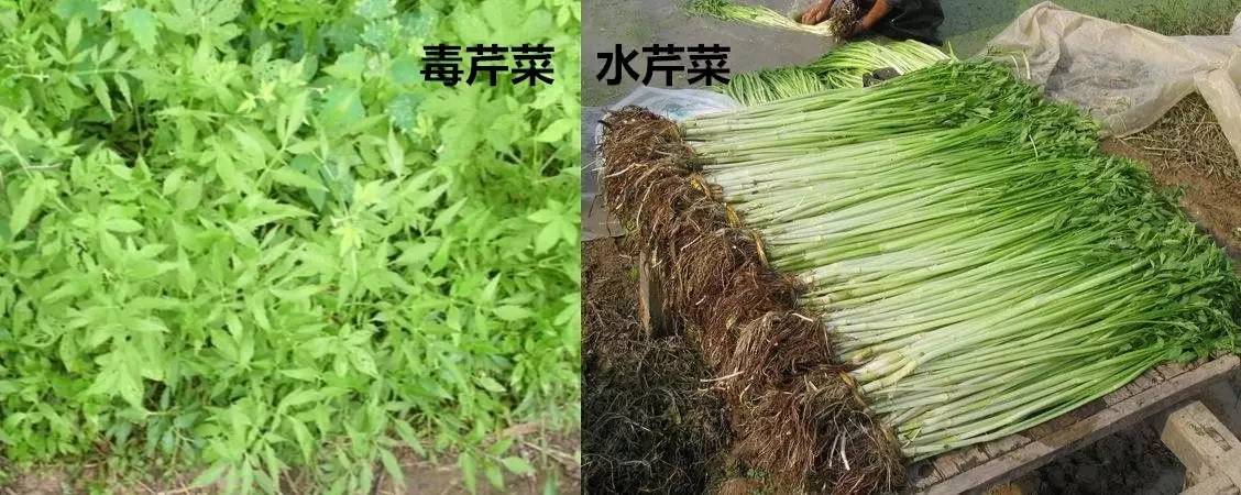 芹菜是苦的是不是有毒啊?