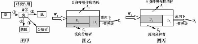 概念模型包图乙,丙能很好地解释为什么能量逐级递减 (w 1 >d 1 .