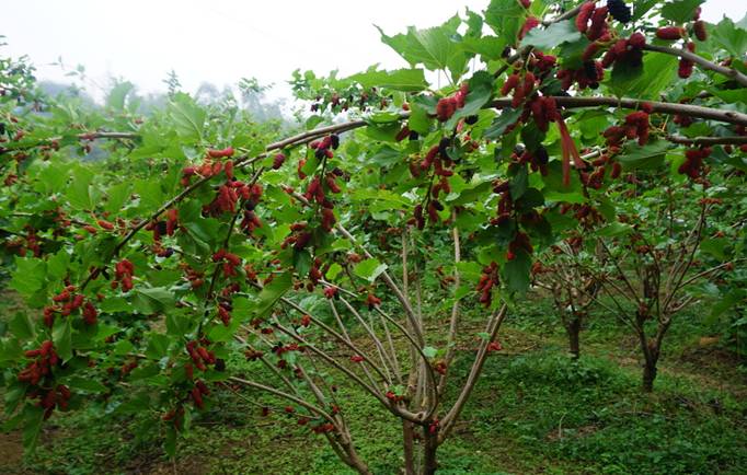 桑果美食节,百万桑果园,水果何首乌任摘任食一天6元!