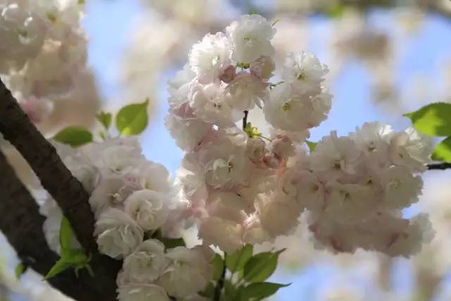 【转载】顾村公园的晚樱进入盛花期!错过等一年