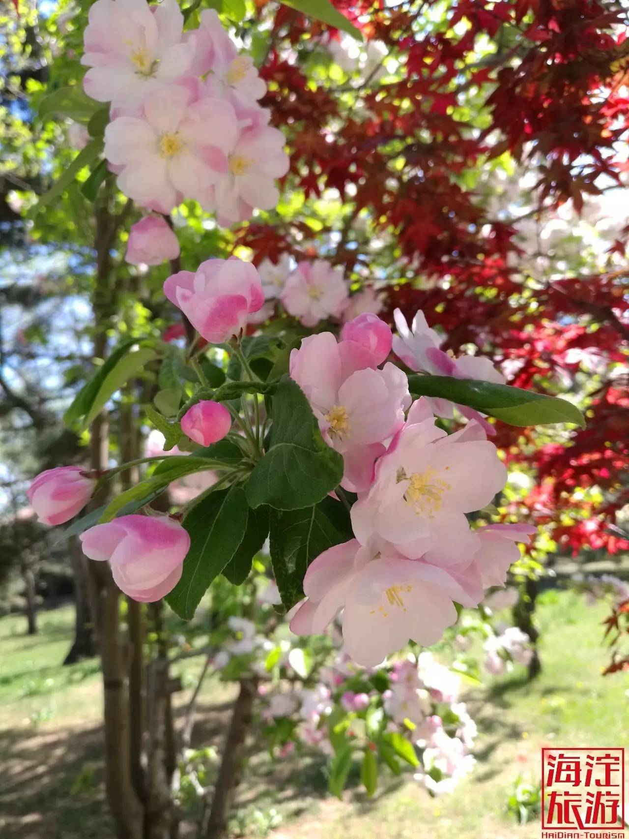 花讯 人间四月,海棠花开,来海淀这些地方欣赏海棠花吧