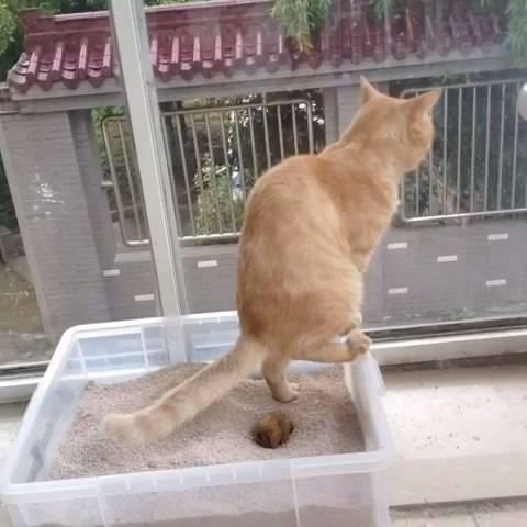 猫玩屎怎么办