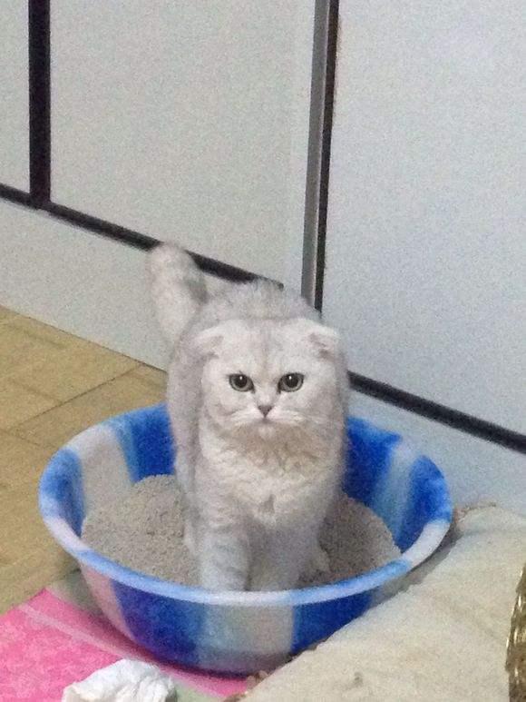 猫玩屎怎么办