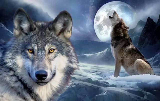 你不会发现有哪只狼在同伴受伤时独自逃走,必定与自己的同伴:共进退