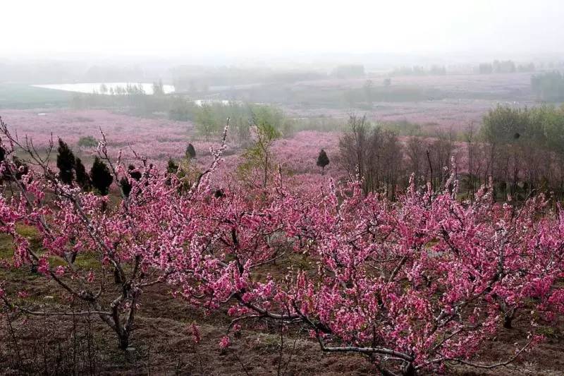 辉渠落鸦石桃林由来已久,每年4月,近3万亩漫山遍野的桃花如云似霞,香