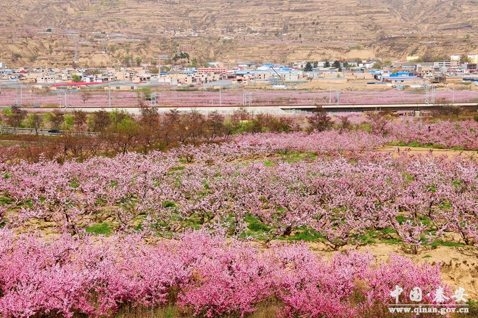 秦安桃花会川区各桃园景区桃花绽放正当时