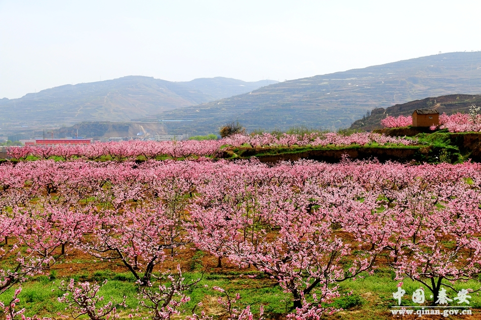 秦安桃花会川区各桃园景区桃花绽放正当时