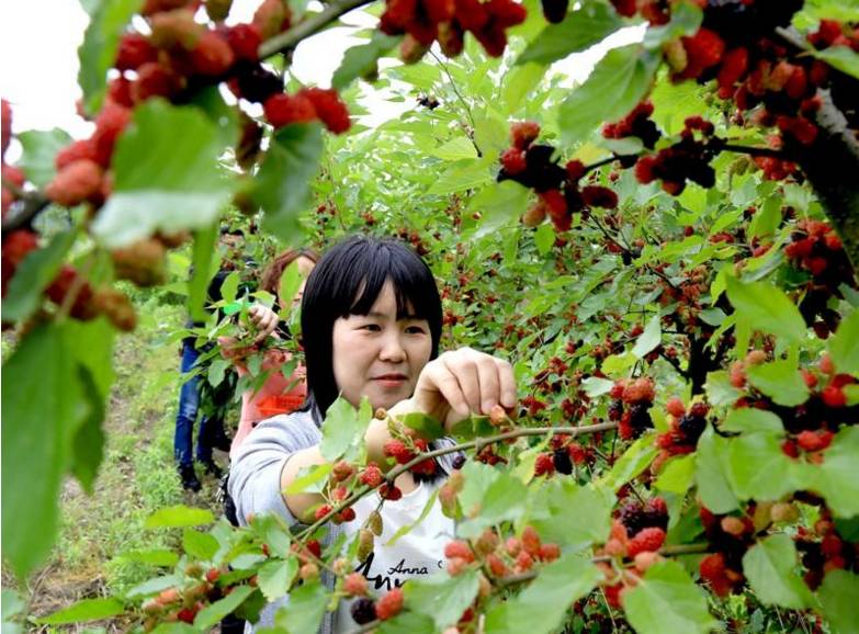 桑果美食节,百万桑果园,水果何首乌任摘任食一天6元!