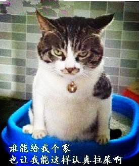 猫玩屎怎么办