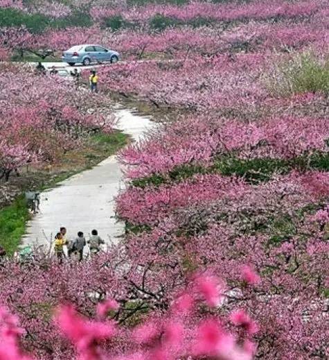 南昌唱起"小晴歌",气温直飚30°c!5条绝美踏青线路,不负好春光!