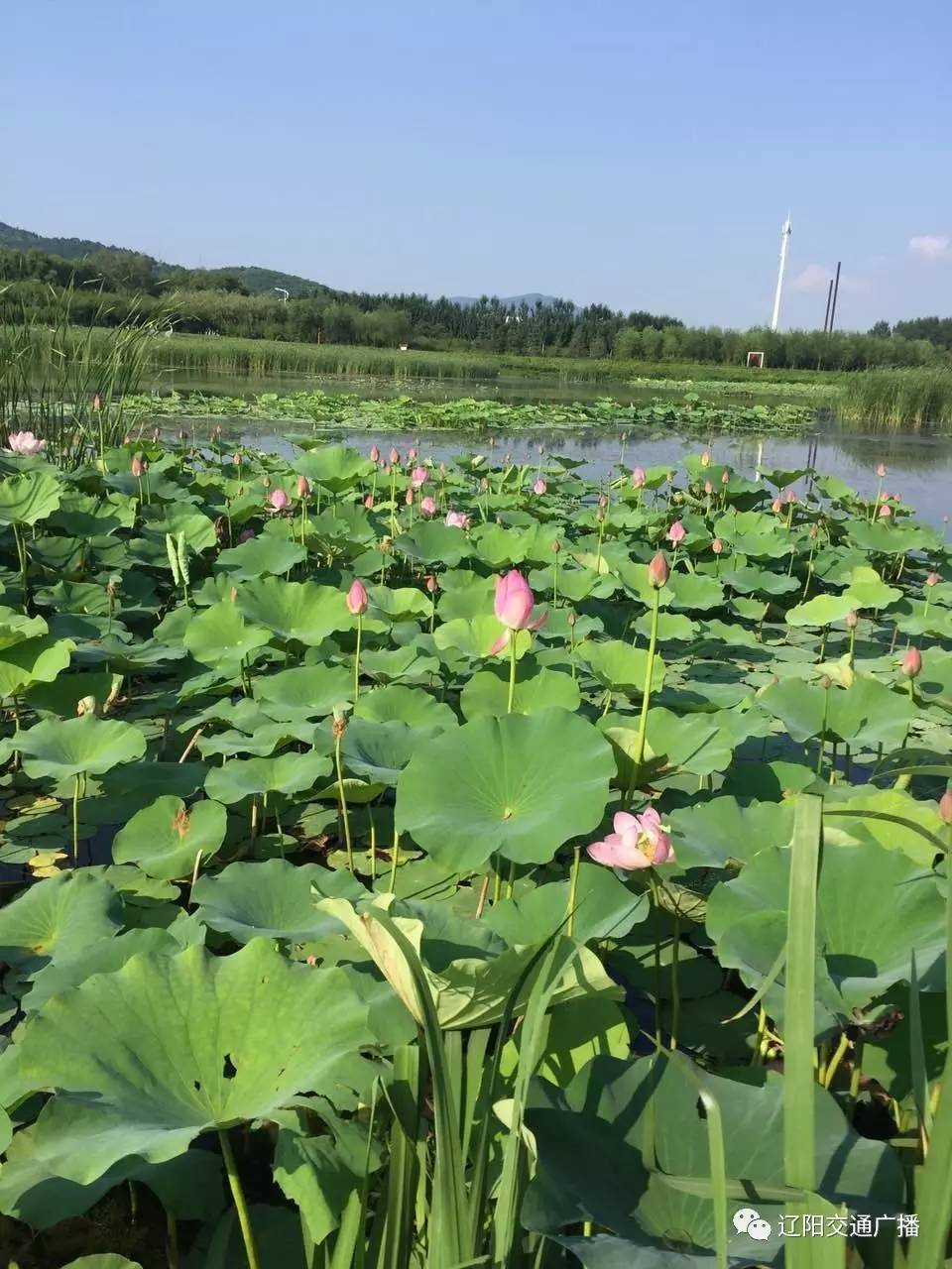 弓长岭人口_弓长岭碧湖温泉度假村