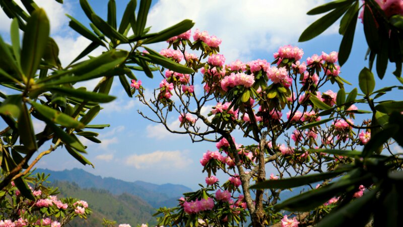 周末免费旅游好去处,木王杜鹃花海盛放迎客