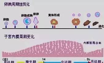 临床上有这样的说法,跟自己之前的月经周期相比, 月经周期每短一天