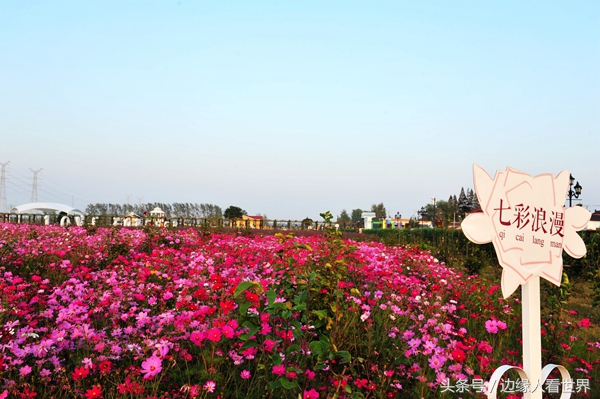 盐城农村的花海美景 简直就是乡村田园的最美调色板