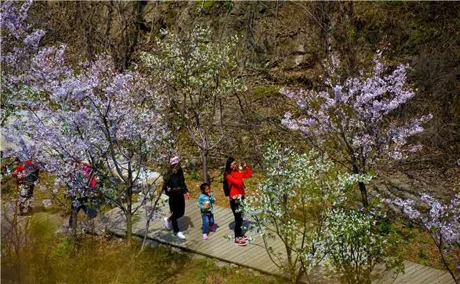 【樱花红陌上,柳叶绿池边 】齐山绯红轻云点点,醉人寰