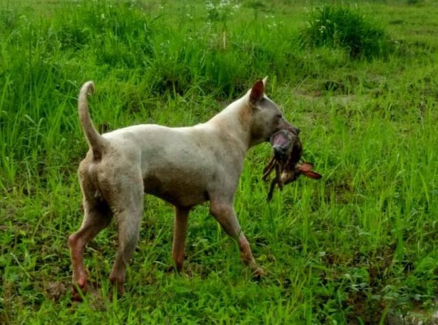 箭毛猎犬:被埋没的原始猎犬之王,比国宝熊猫稀有