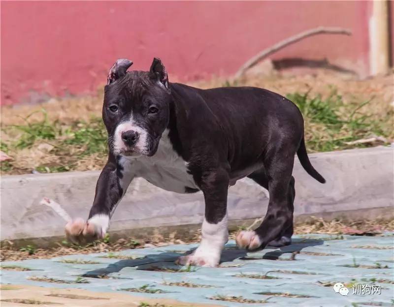 美国斯塔福德郡梗犬-幼犬出售