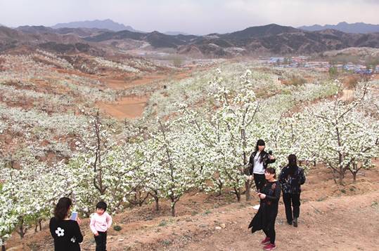 建昌俩乡热映大片,片名叫《梨花雪,男女主角都是一线名角