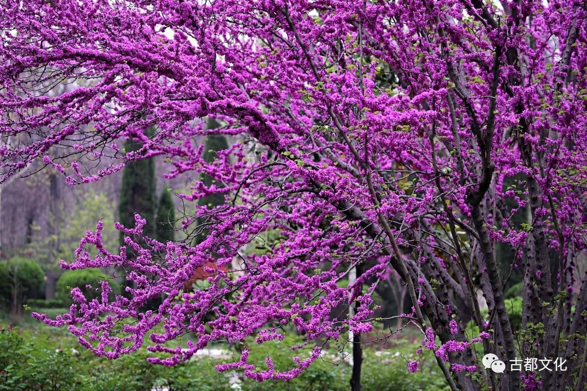 繁花似锦,异彩纷呈—2010高考古诗词鉴赏亮点题大盘点